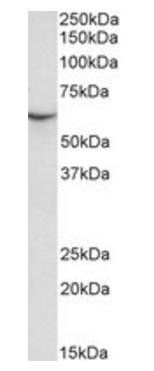 Goat anti-MUNC18C (aa514-527) Antibody