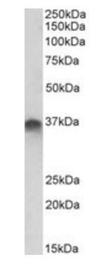 Goat anti-syntaxin 11 Antibody