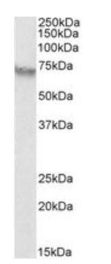 Goat anti-alpha-fetoprotein (aa68-82) Antibody
