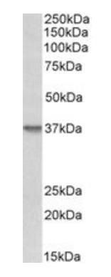 Syndecan 1 antibody