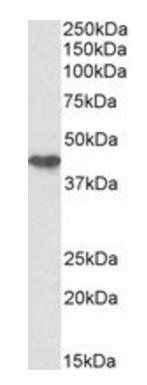 KRT19 antibody (Biotin)