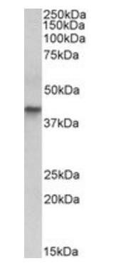 Goat anti-cytokeratin 19 (aa285-298) Antibody