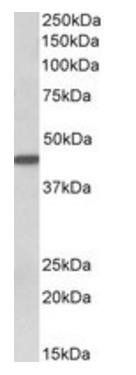 Goat anti-cytokeratin 19 Antibody