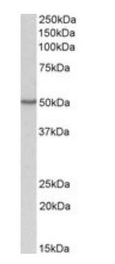 Goat anti-OAS1 Antibody