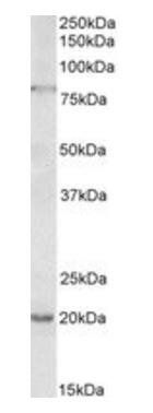 Goat anti-OAS2 Antibody