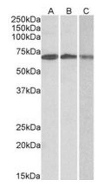 OAS2 antibody