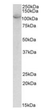 OAS3 antibody