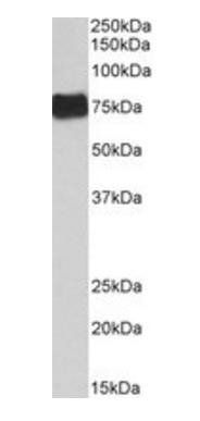 Goat anti-fibrinogen alpha chain Antibody