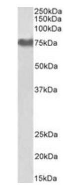 Goat anti-fibrinogen alpha chain (aa123-135) Antibody