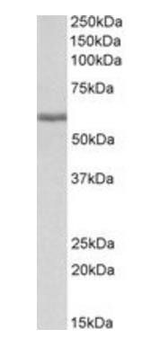Goat anti-fibrinogen beta chain (aa177-190) Antibody