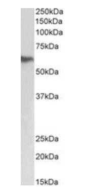 Goat anti-fibrinogen beta chain Antibody