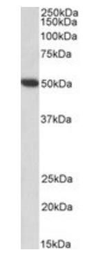Goat anti-fibrinogen gamma chain (aa166-178) Antibody
