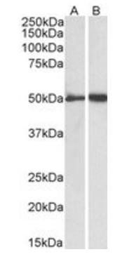 Goat anti-fibrinogen gamma chain Antibody