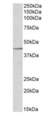 Goat anti-PGK1 Antibody
