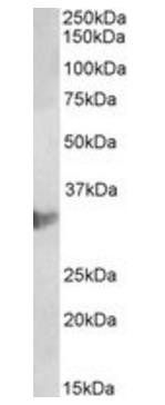 Goat anti-CLIC1 / NCC27 (aa45-57) Antibody