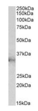 Goat anti-CLIC1 / NCC27 Antibody
