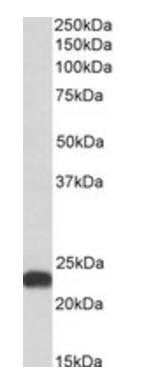 BLVRB antibody