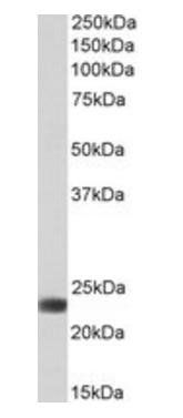 BLVRB antibody