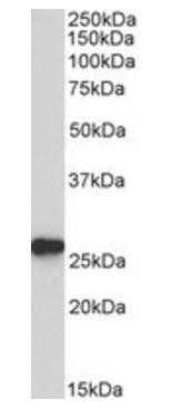 Goat anti-peroxiredoxin 6 Antibody
