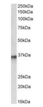 Goat anti-HNRNPA2B1 Antibody