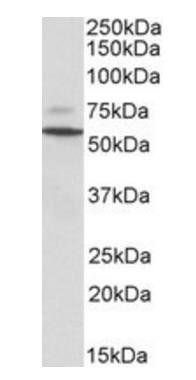 Goat anti-Peripherin 1 (mouse) Antibody