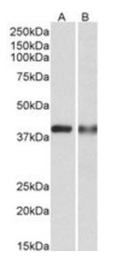 Goat anti-CAPG Antibody
