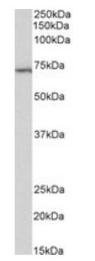 Goat anti-TICAM-1 / TRIF Antibody