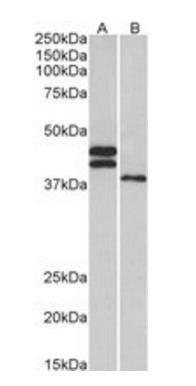 Goat anti-FCRL1 (aa165-177) Antibody