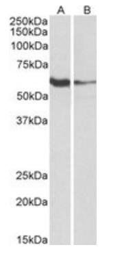 Goat anti-FCRL2 (aa92-104) Antibody