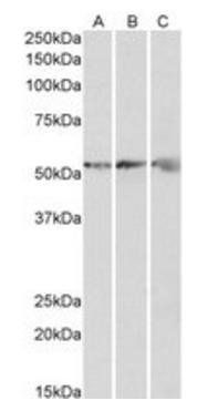 Goat anti-ATP5B (aa15162) Antibody
