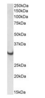 Goat anti-ATP5C1 Antibody