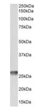 ATP6 antibody