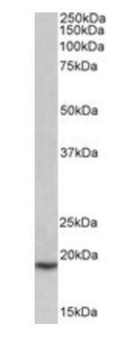 Goat anti-PLA2G2A Antibody