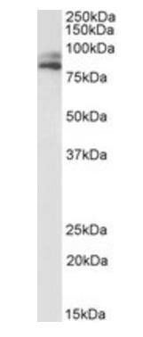 Goat anti-VPS16 Antibody