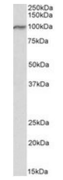 Goat anti-VPS16 (isoform 1) Antibody