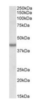 Goat anti-BMI1 (aa237-251) Antibody