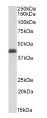 Goat anti-BMI1 Antibody