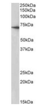 Goat anti-ABCG2 / BCRP (Restricted sale due to demands of patent holder) Antibody