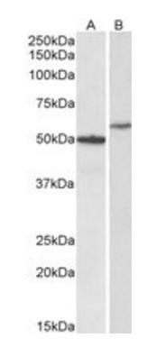 Goat anti-CD47 Antibody