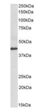 CX3CL1 antibody