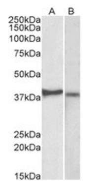 Goat anti-CX3CR1 (aa34-47) Antibody