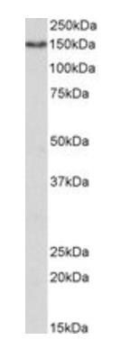 CD13 antibody