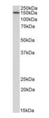 Goat anti-CD13 / ANPEP Antibody