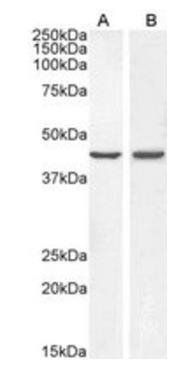 Goat anti-BMP4 Antibody