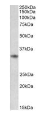 Goat anti-CD74 (aa159-171) Antibody