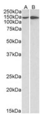 ITGA1 antibody