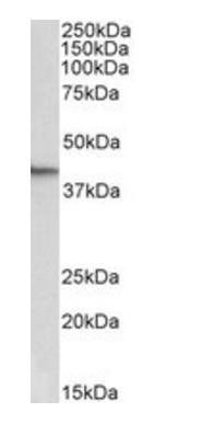 Goat anti-Nanog (mouse aa270-284) Antibody