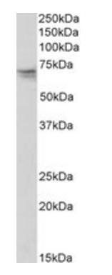 GNL3 antibody