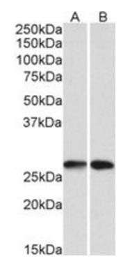 Goat anti-NNMT Antibody