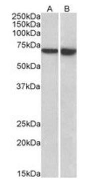 LCP1 antibody